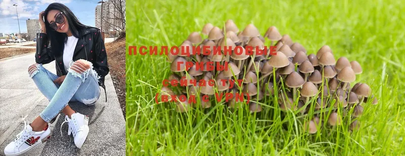 сколько стоит  Нальчик  Псилоцибиновые грибы Magic Shrooms 